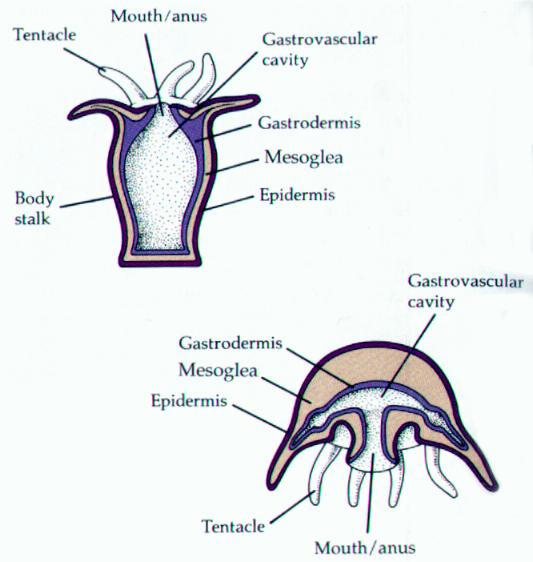 Cnidaria - Phylum Digestive System