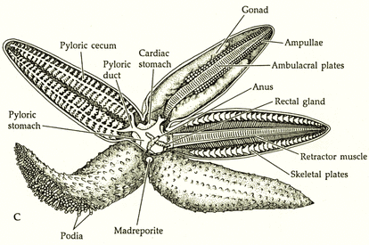Starfish - Phylum Digestive System