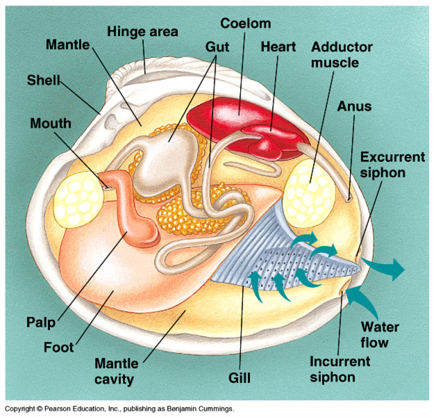 Oyster Mussels - Phylum Digestive System