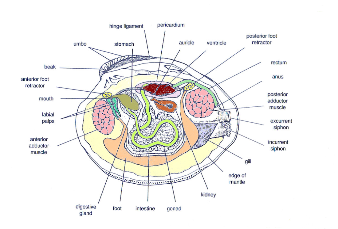 Clams - Phylum Digestive System
