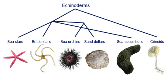 Echinodermata - Phylum Digestive System