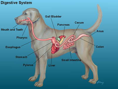 Dogs - Phylum Digestive System