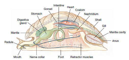 Mollusca - Phylum Digestive System