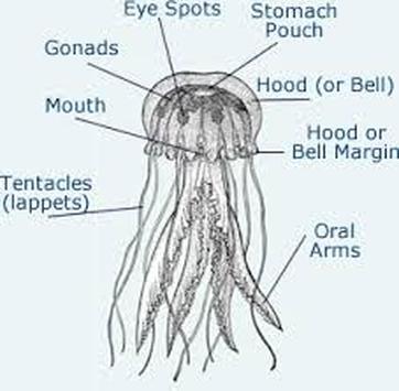 Jellyfish - Phylum Digestive System