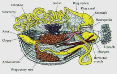 Sea Cucumber - Phylum Digestive System