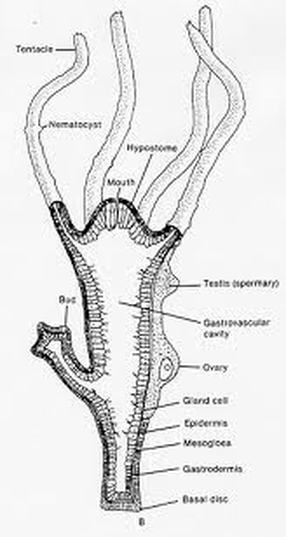 Hydra Corals - Phylum Digestive System