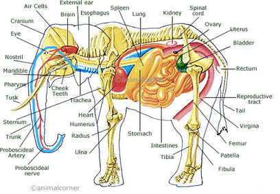 Elephants - Phylum Digestive System