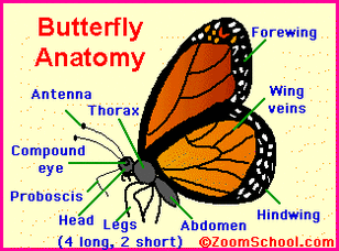 Monarch Butterfly - Phylum Digestive System