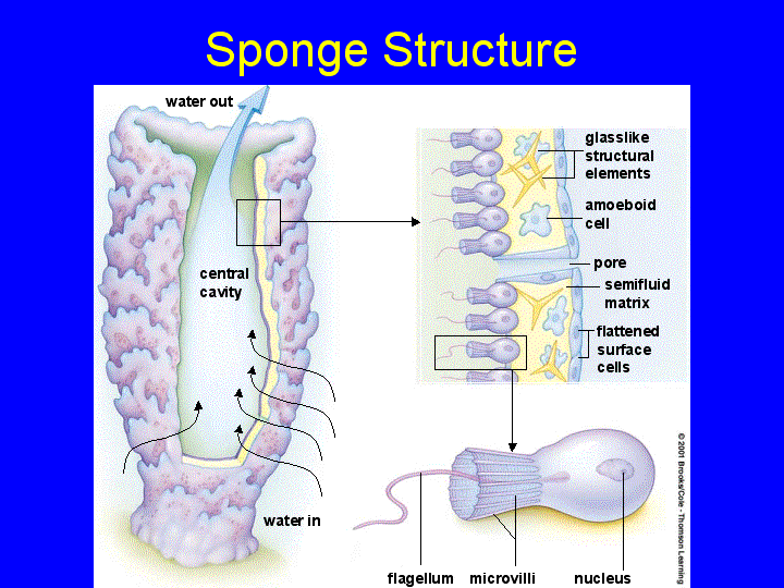 how do sponges move water through their bodies