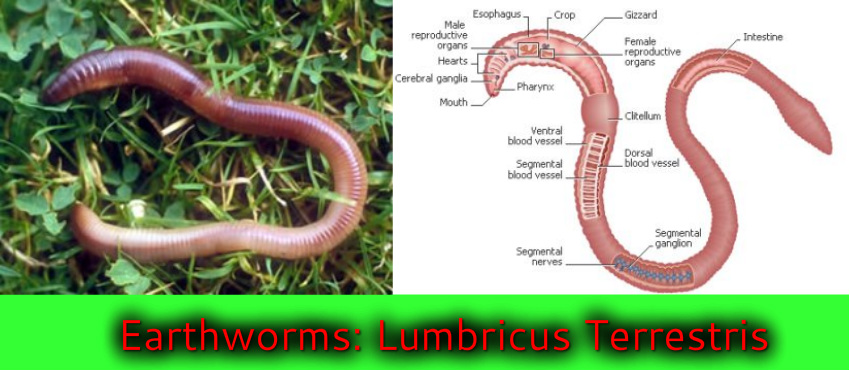 Earthworm - Phylum Digestive System