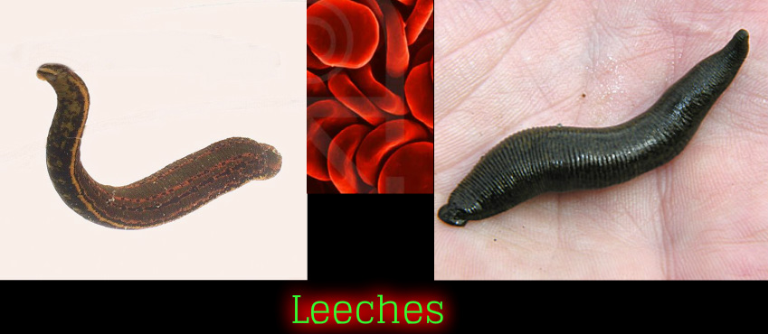 Leeches - Phylum Digestive System